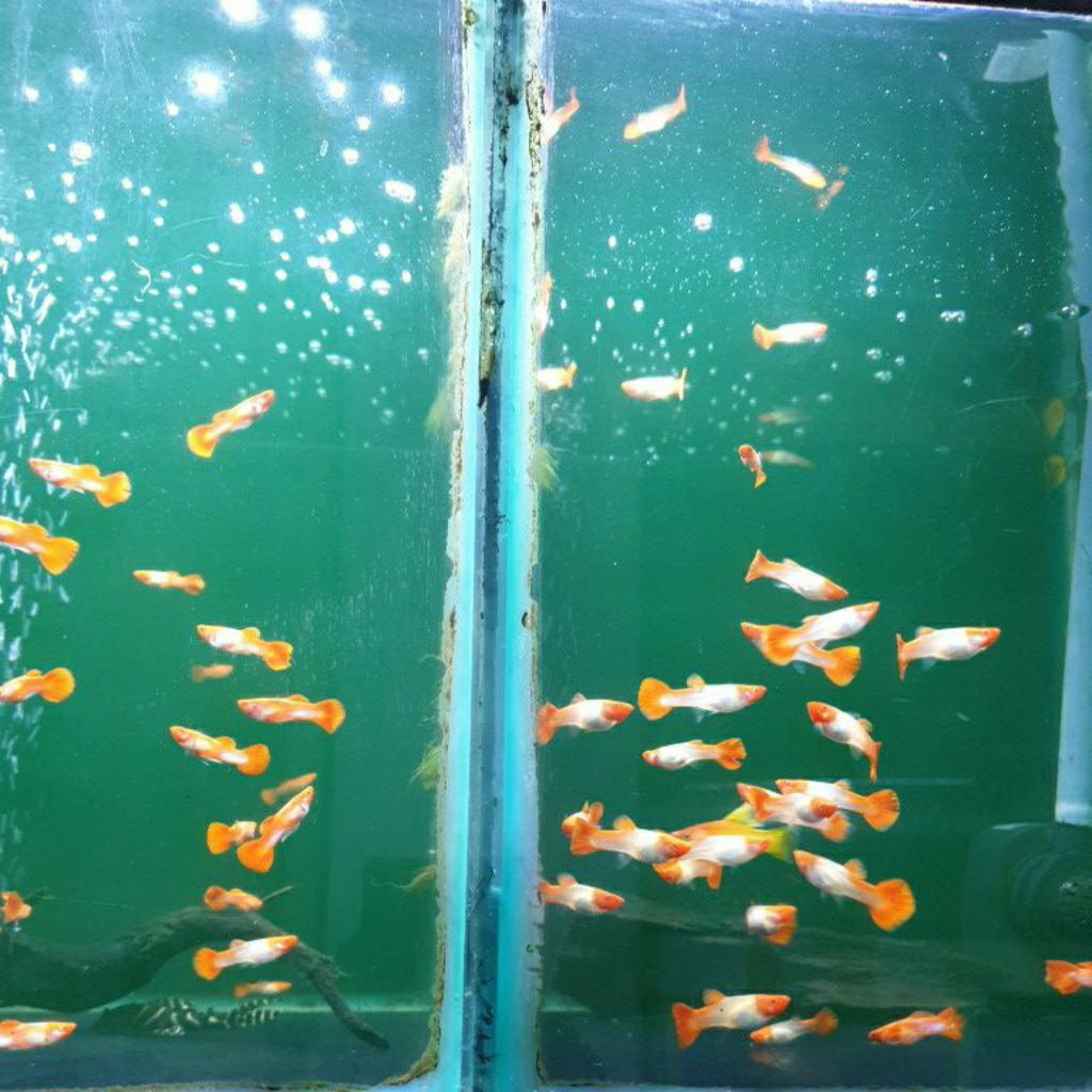 Guppy Koi 1 Pasang Jantan Betina