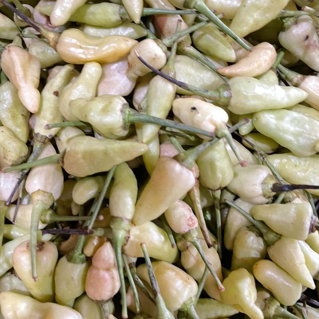 rawit putih | rawit super