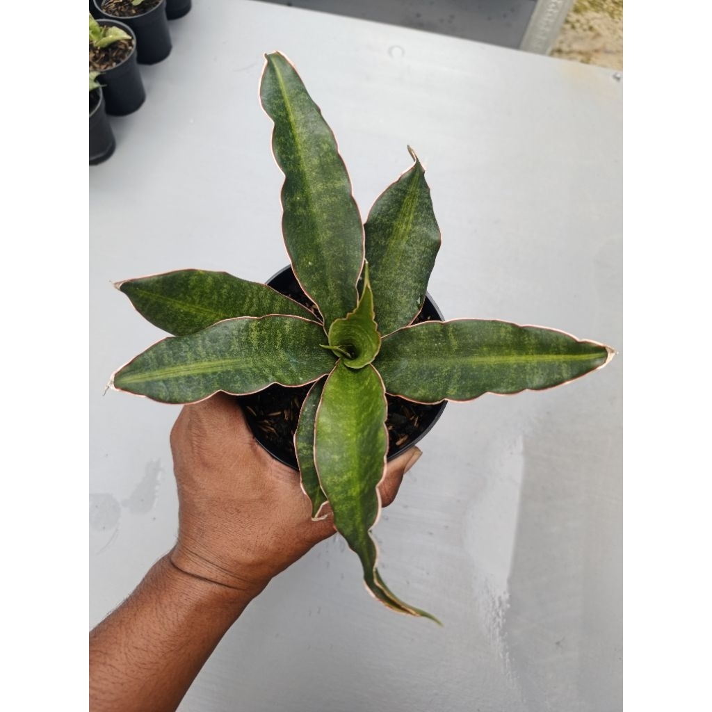 Sansevieria Black Rose Varigata