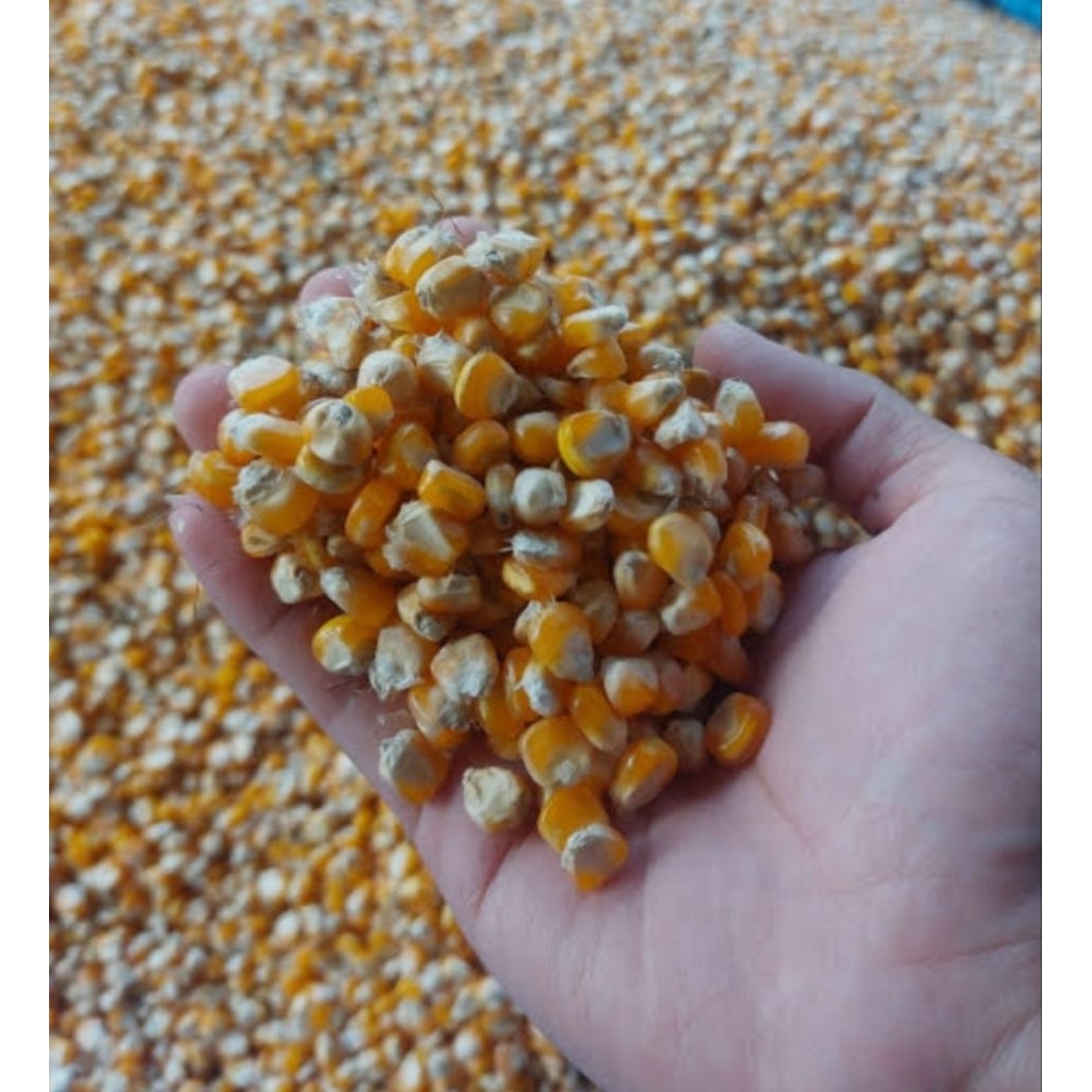 JAGUNG PIPIL BERSIH UNTUK PAKAN TERNAK