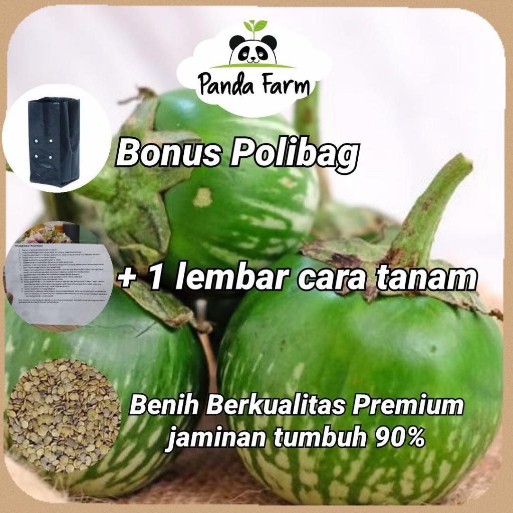 Isi 20-30 Benih Biji Unggul terong bulat hijau lokal