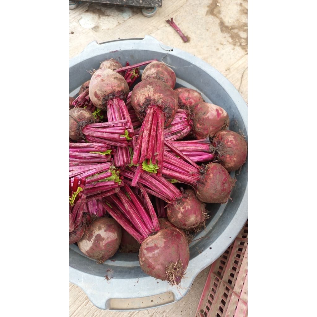 Buah bit segar 1kg