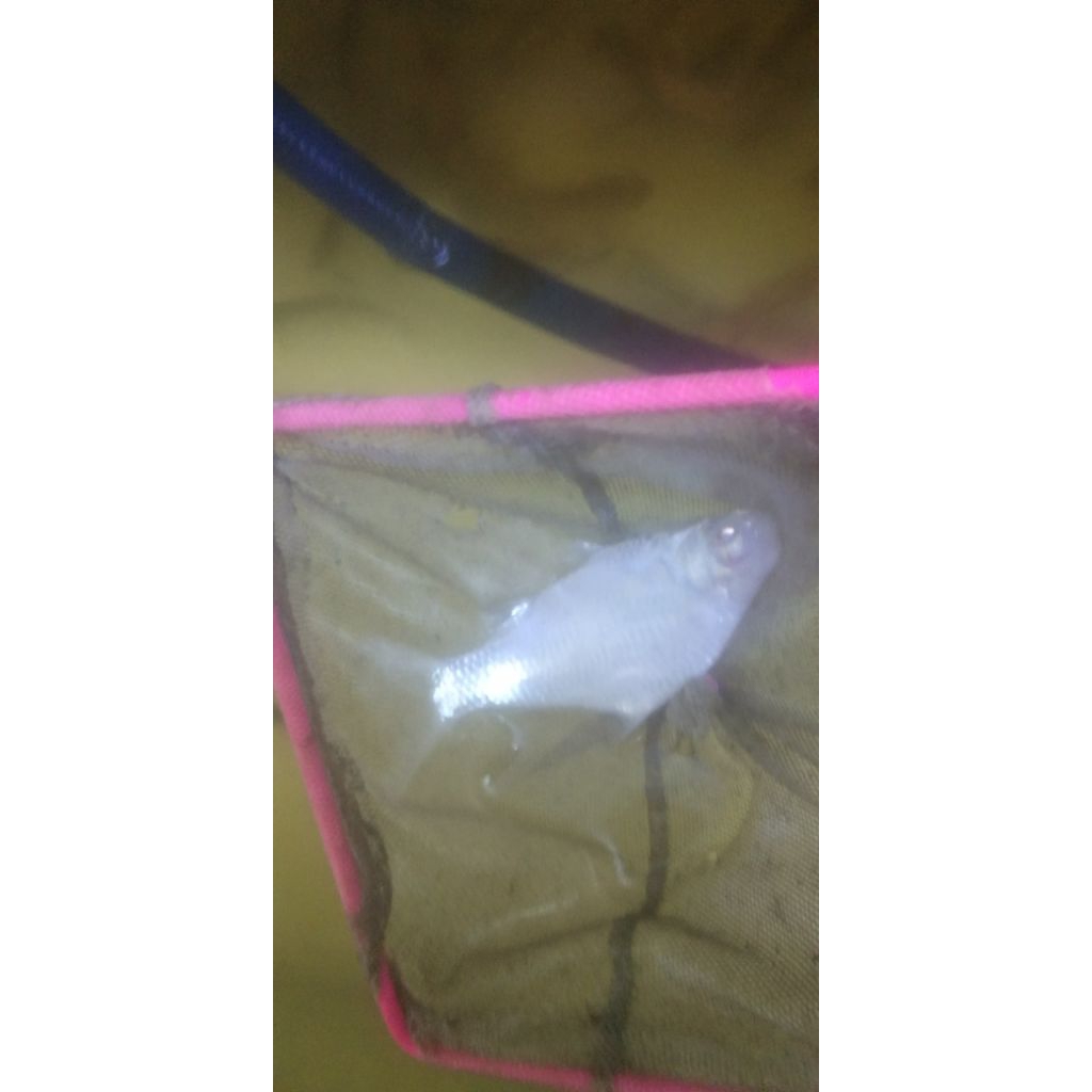 KAVIAT PLATINUM UKURAN 3 JARI