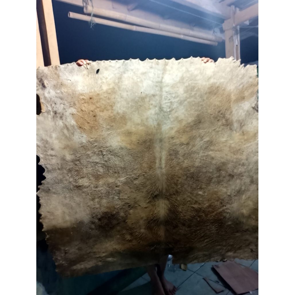 kulit sapi kering dimeter 130cm jumbo termurah