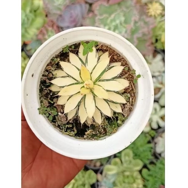 Agave Filifera Var Mediopicta