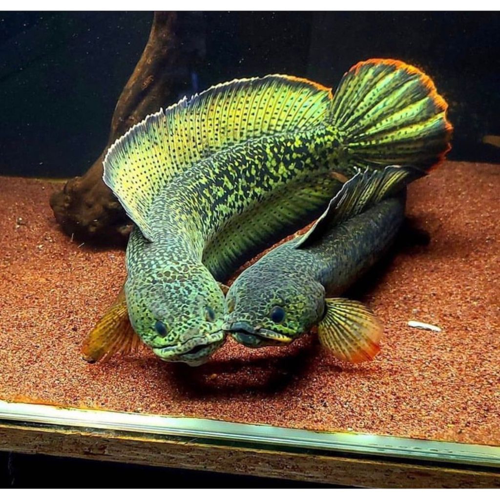 IKAN CANA BARCA 7_10 Cm