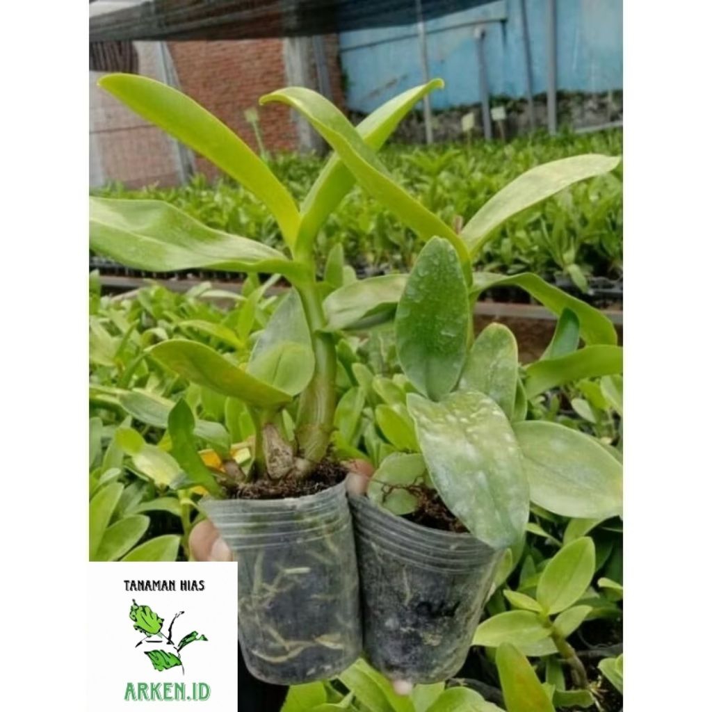 Promo paket hemat tanaman anggrek dendrobium- pohon anggrek dendrobium hijau