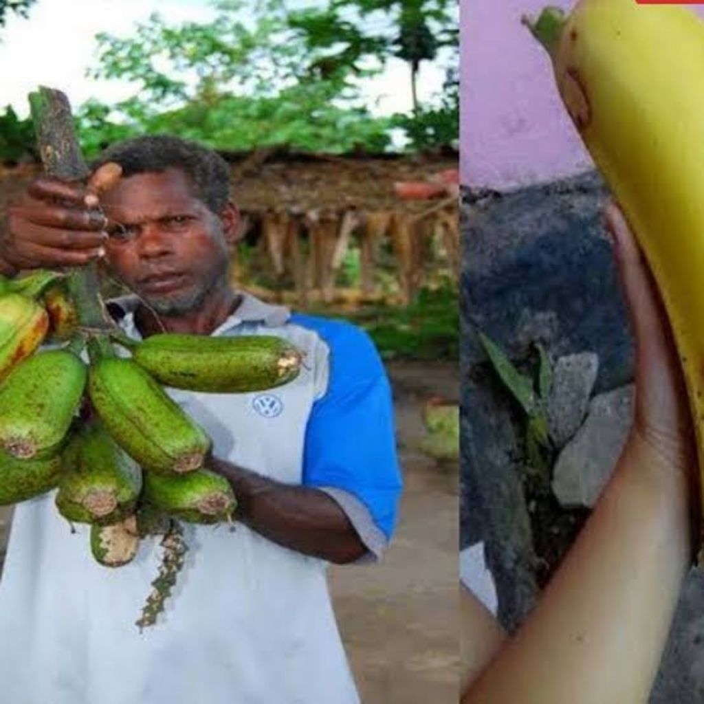 BIBIT PISANG PAPUA/MUSTA’IN PAPUA 100% ASLI KUALITAS UNGGUL CEPAT BERBUAH MANIS