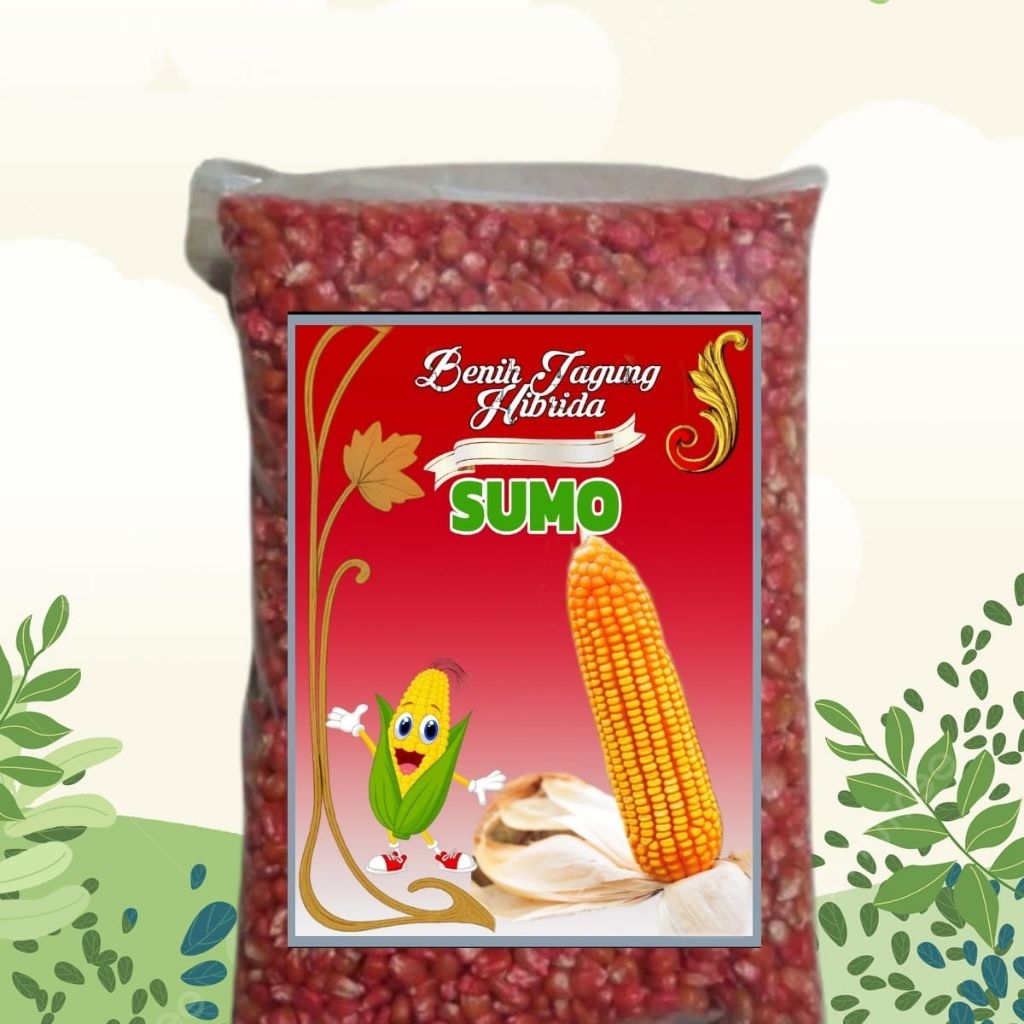BENIH JAGUNG SUMO