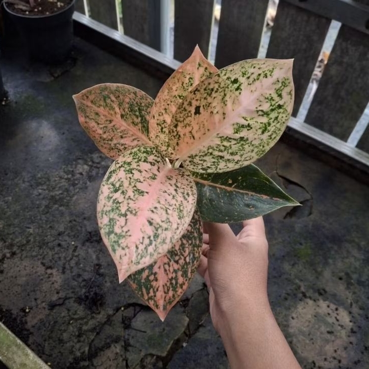 Aglaonema Stardas Orange