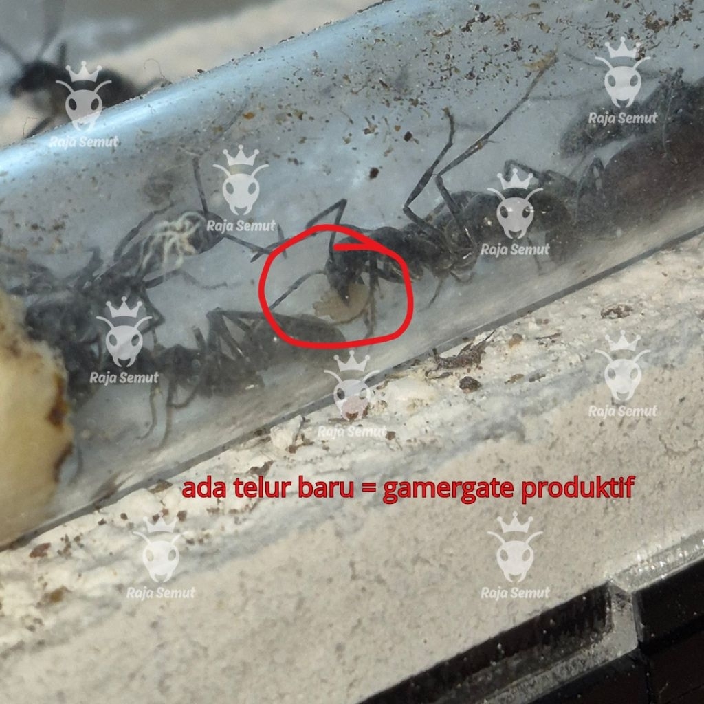 Diacamma rugosum ants semut