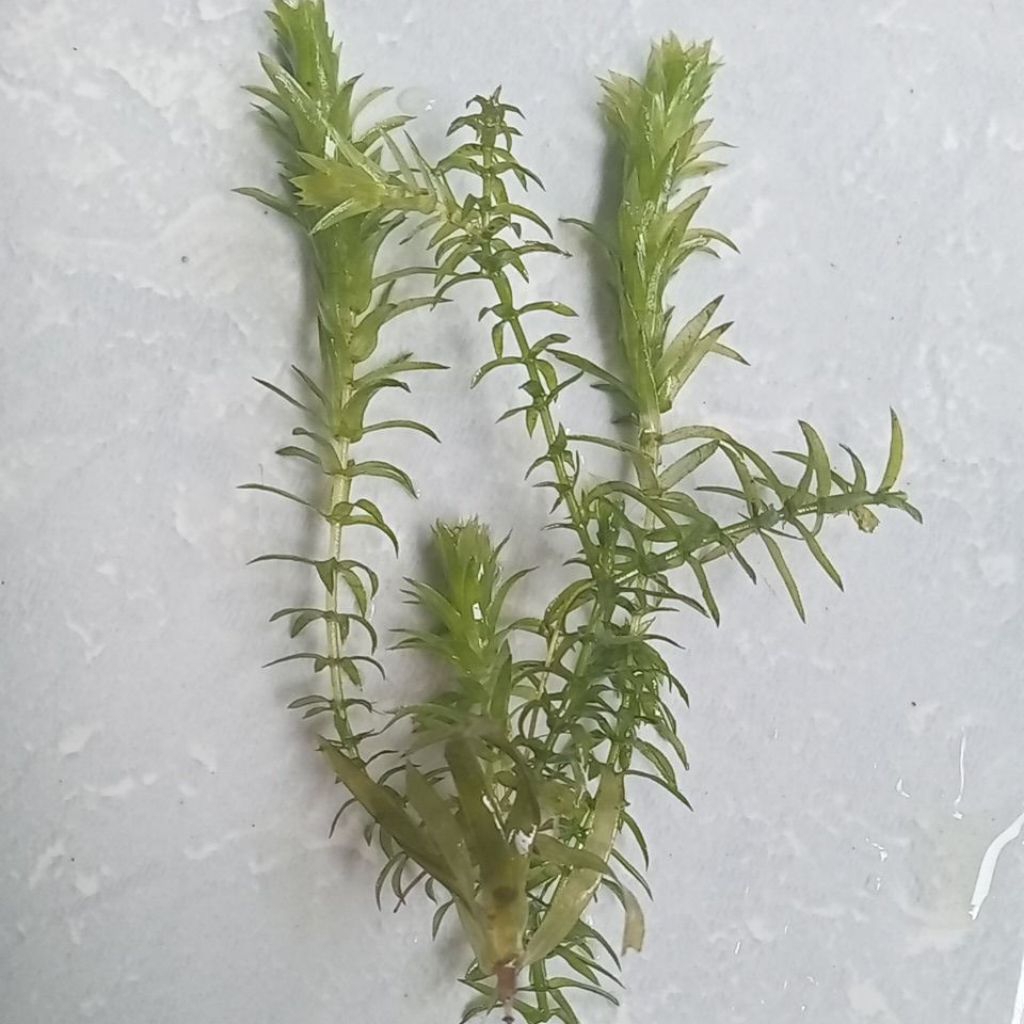 Hydrilla Verticillata