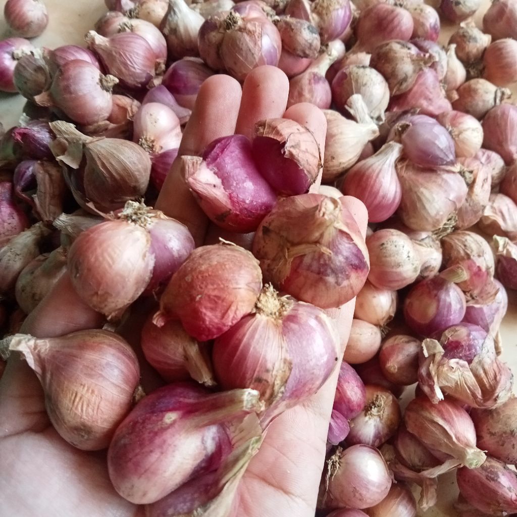 bawang merah lokal