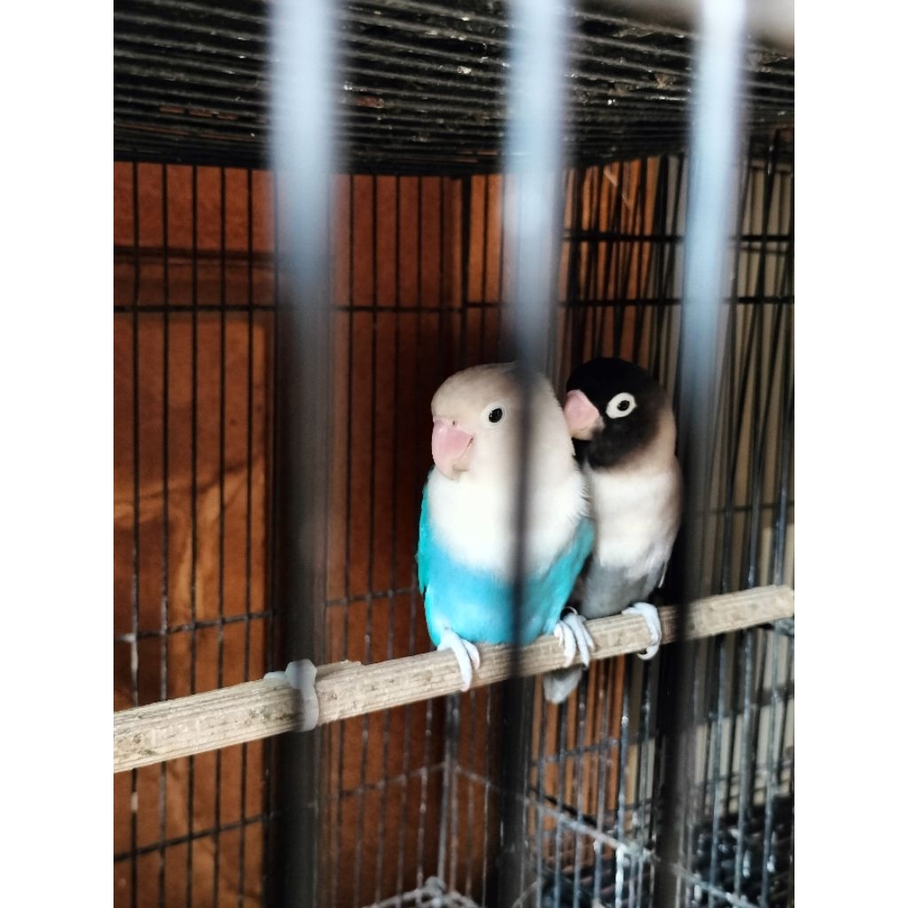 sepasang burung Lovebird indukan