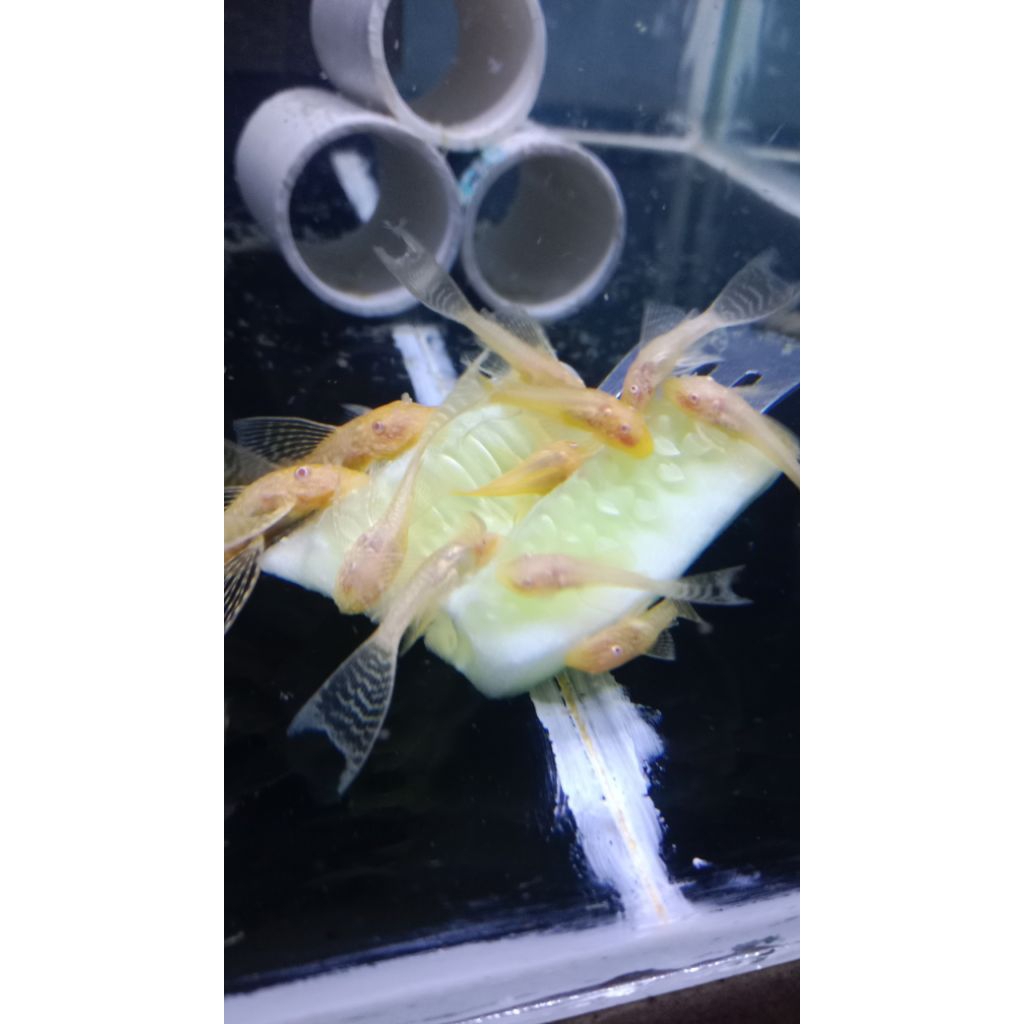 ikan sapu ekor panjang/pleco/brushmouth albino slayer