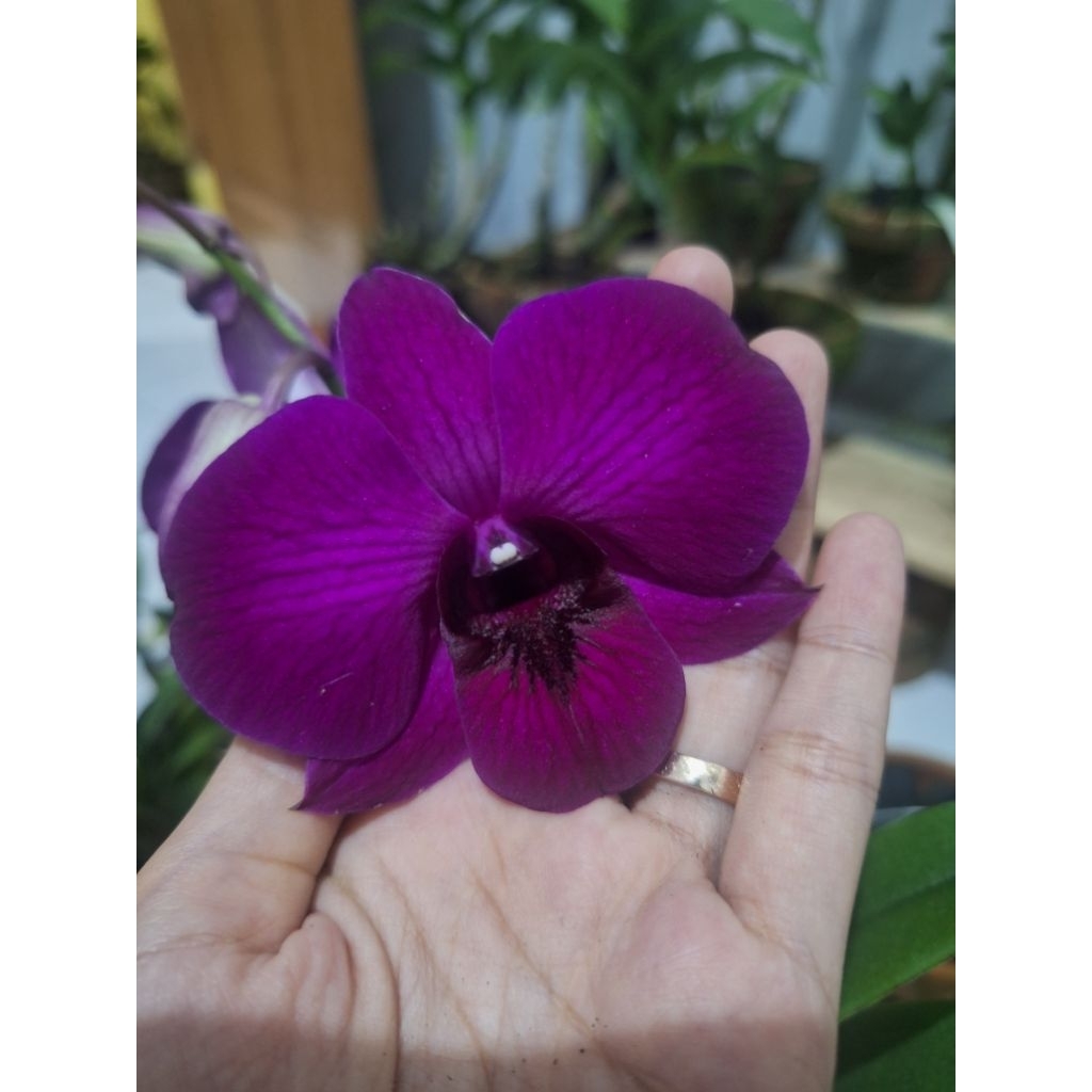 Anggrek dendro