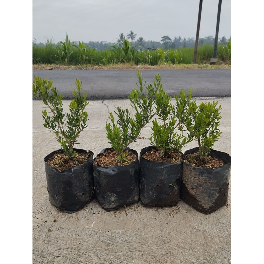 bonsai boksus harlandi ekonomis 20 ribu dapat 4 pohon