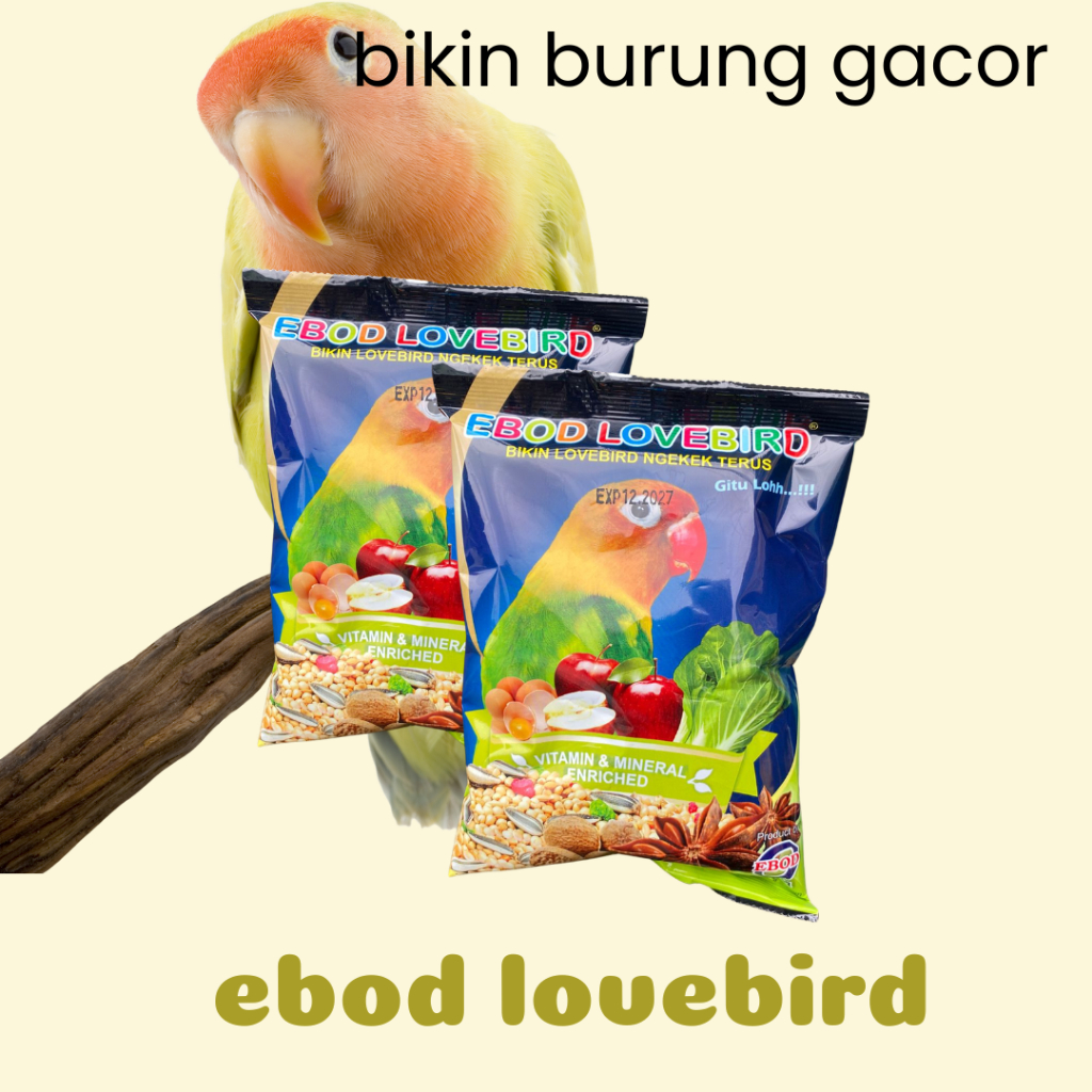 EBOD LOVEBIRD PAKAN BURUNG LOVEBIRD BIKIN GACOR BURUNG MURAH
