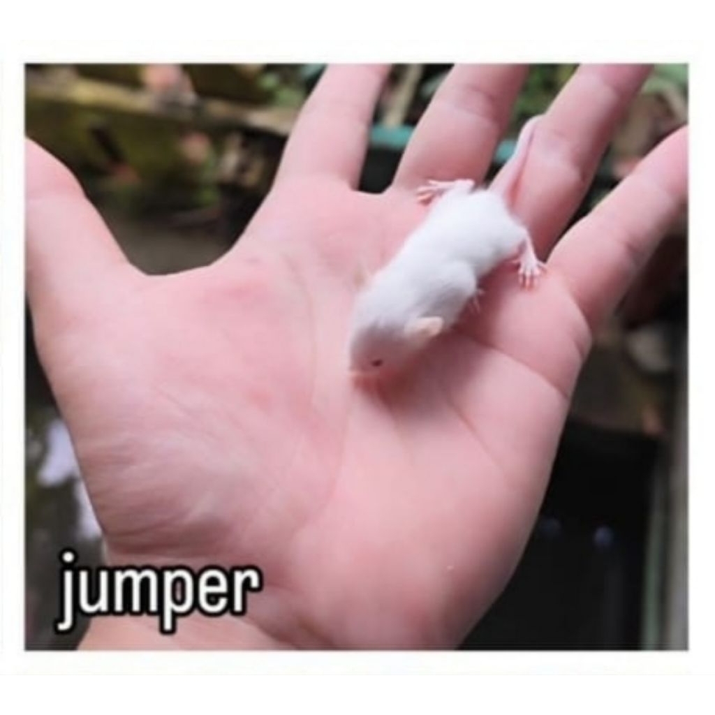 Jumper - Tikus Putih (Mencit)
