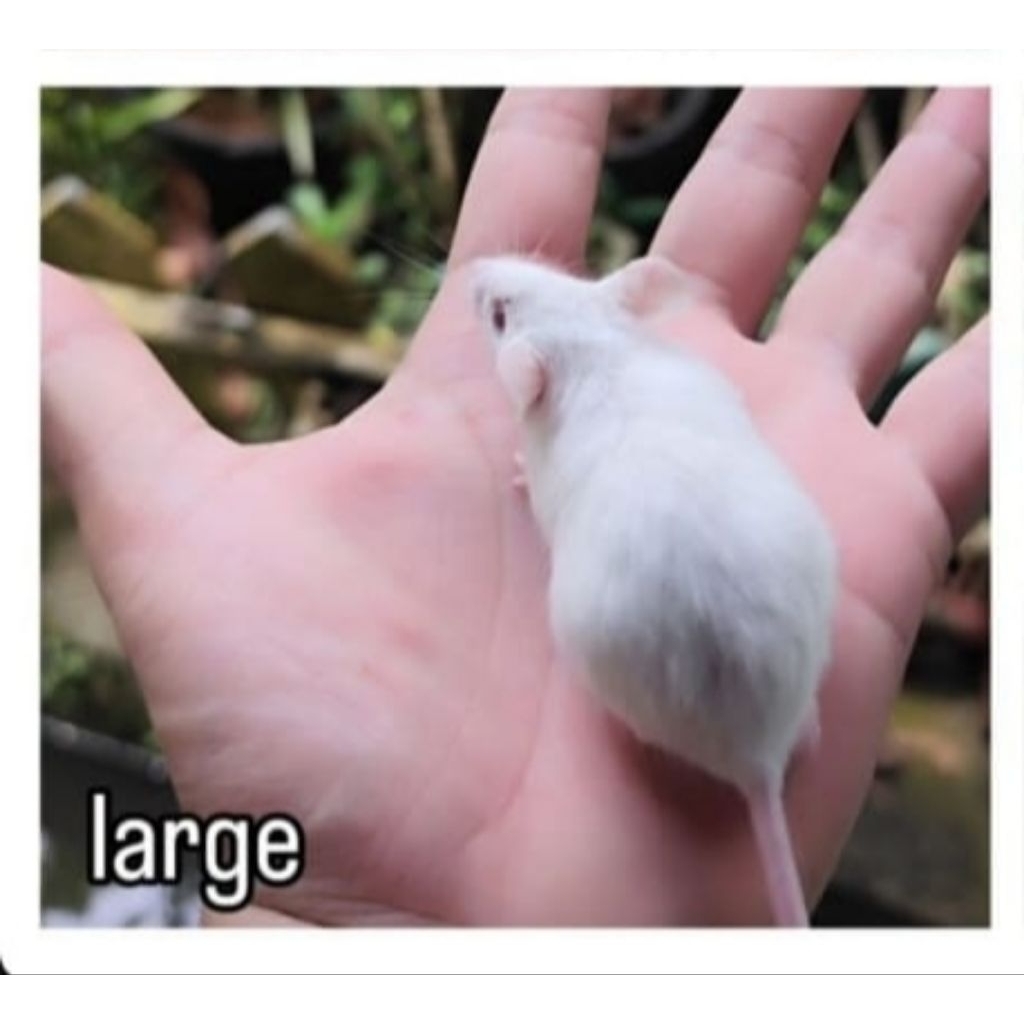 Large - Tikus Putih (Mencit)