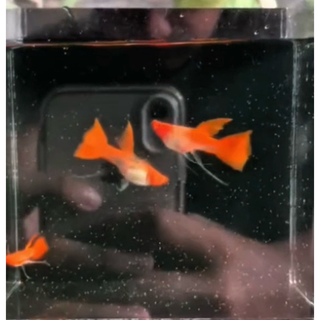 ALBINO KOI RED EAR RIBBON FIN C LONG EAR