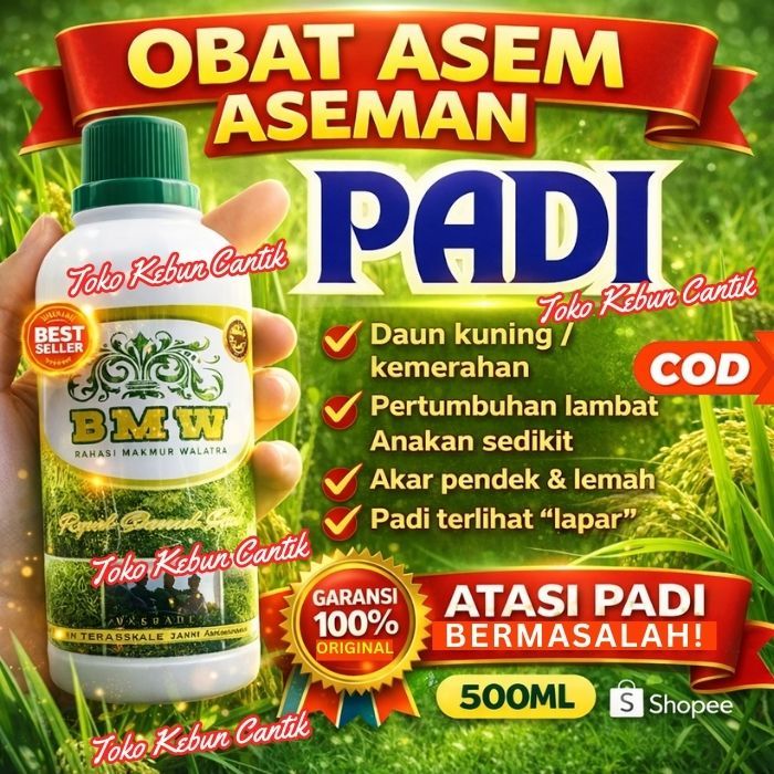 Pupuk Padi Sawah Tadah Hujan Asam | POC BMW Solusi Petani Rawa
