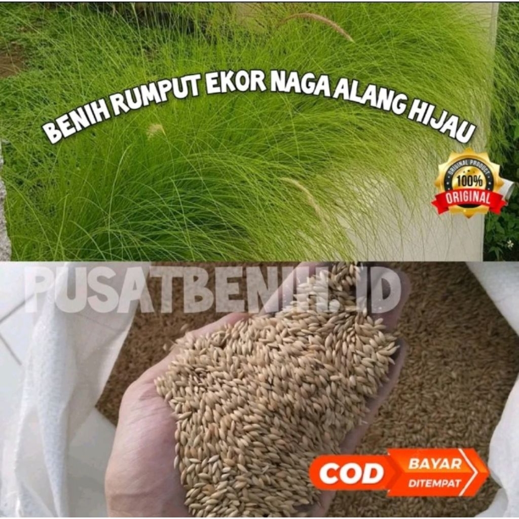 terbaru benih rumput alang alang ekor kuda/ ilalang hijau