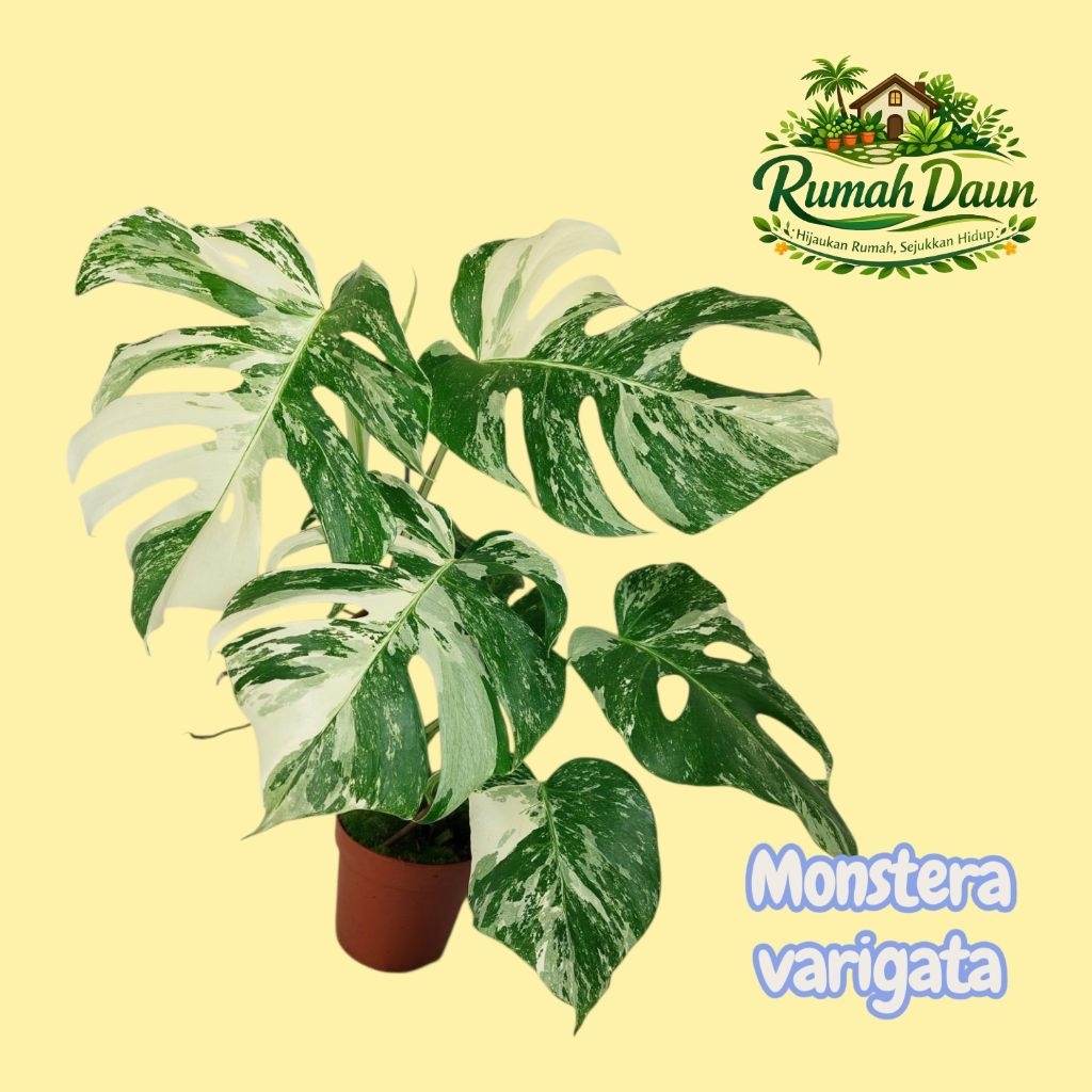tanaman hias indoor monstera varigata - monstera varigata