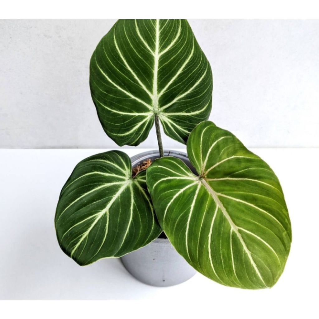 Philodendron Gloriosum White Vein Original [ORIGINAL] / Bukan yang Lokal / Philo Glori White Vein / 