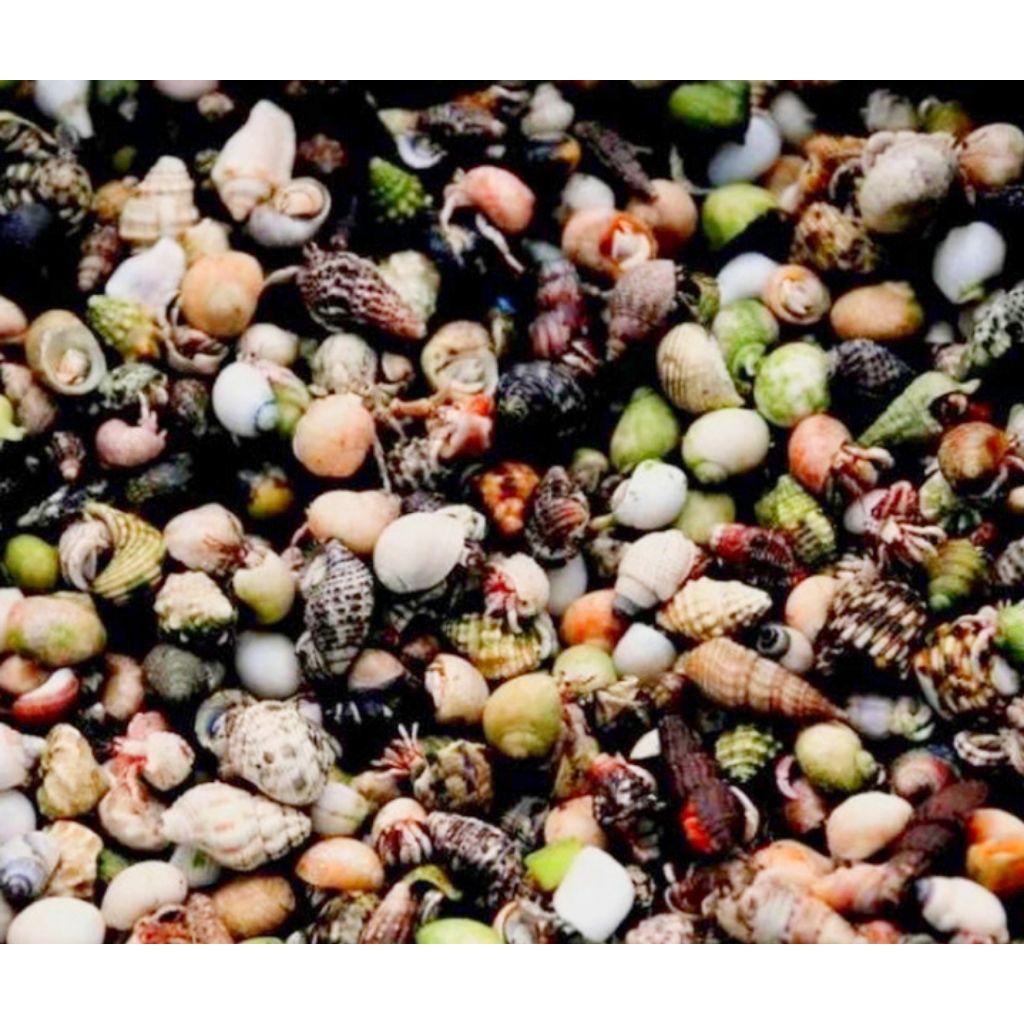 Mainan 100 ekor kelomang/ umang umang ukuran sedang, bisa di jual lagi