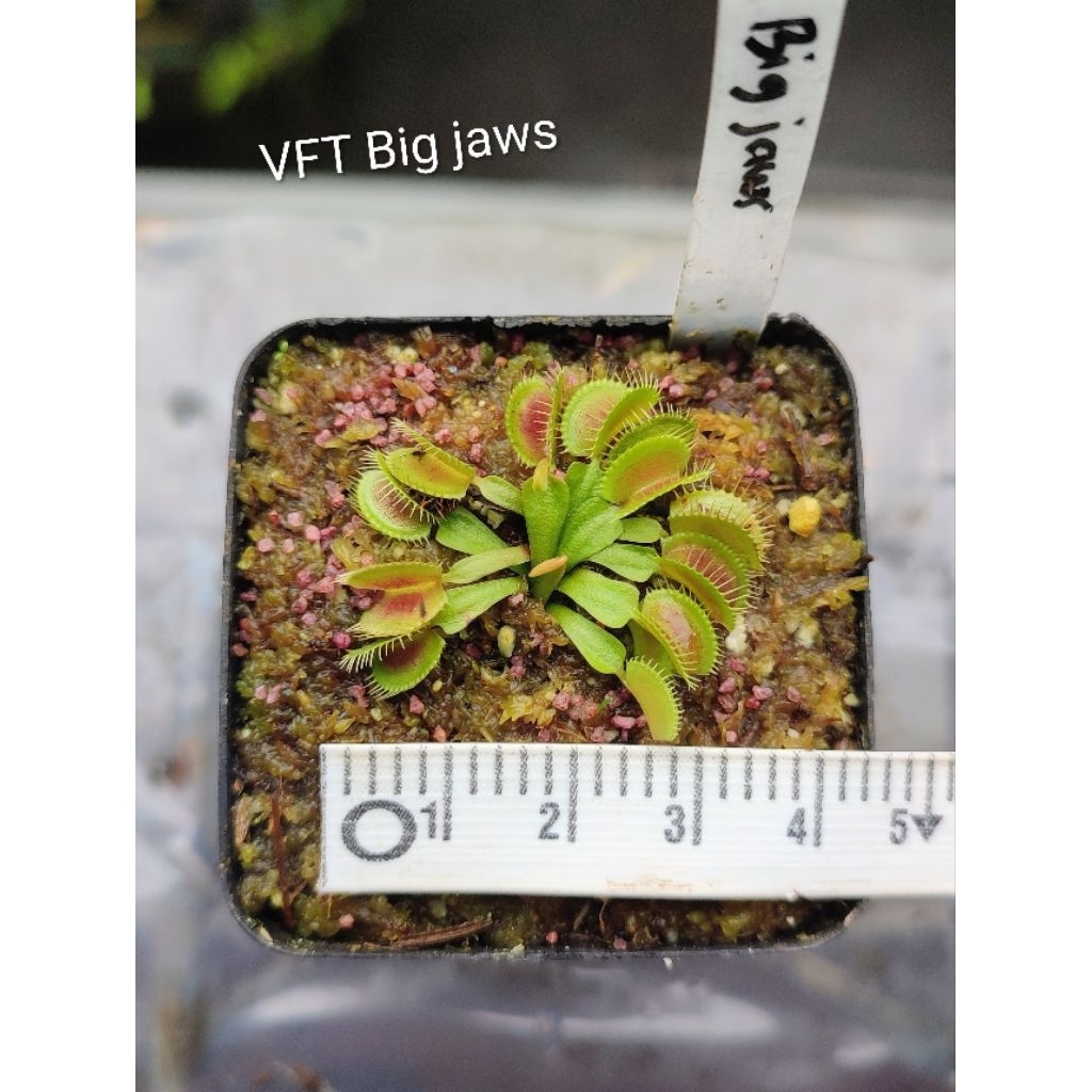 VFT Big jaws