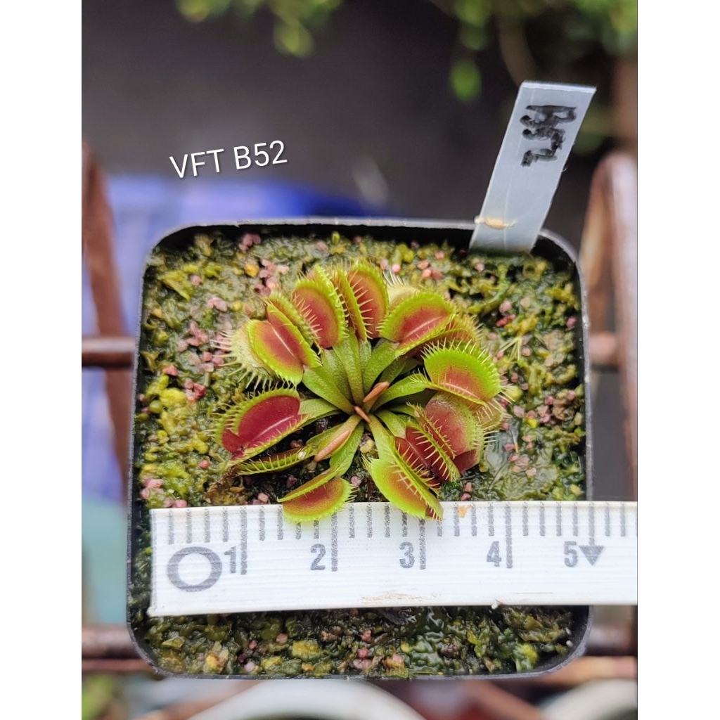 Venus flytrap B52