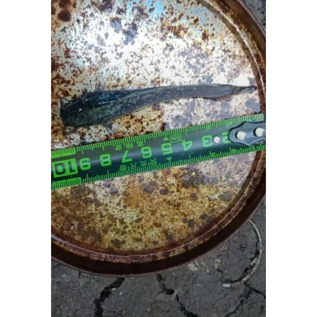 BIBIT LELE DUMBO PANJANG 9-10 CM (isi 50 ekor)