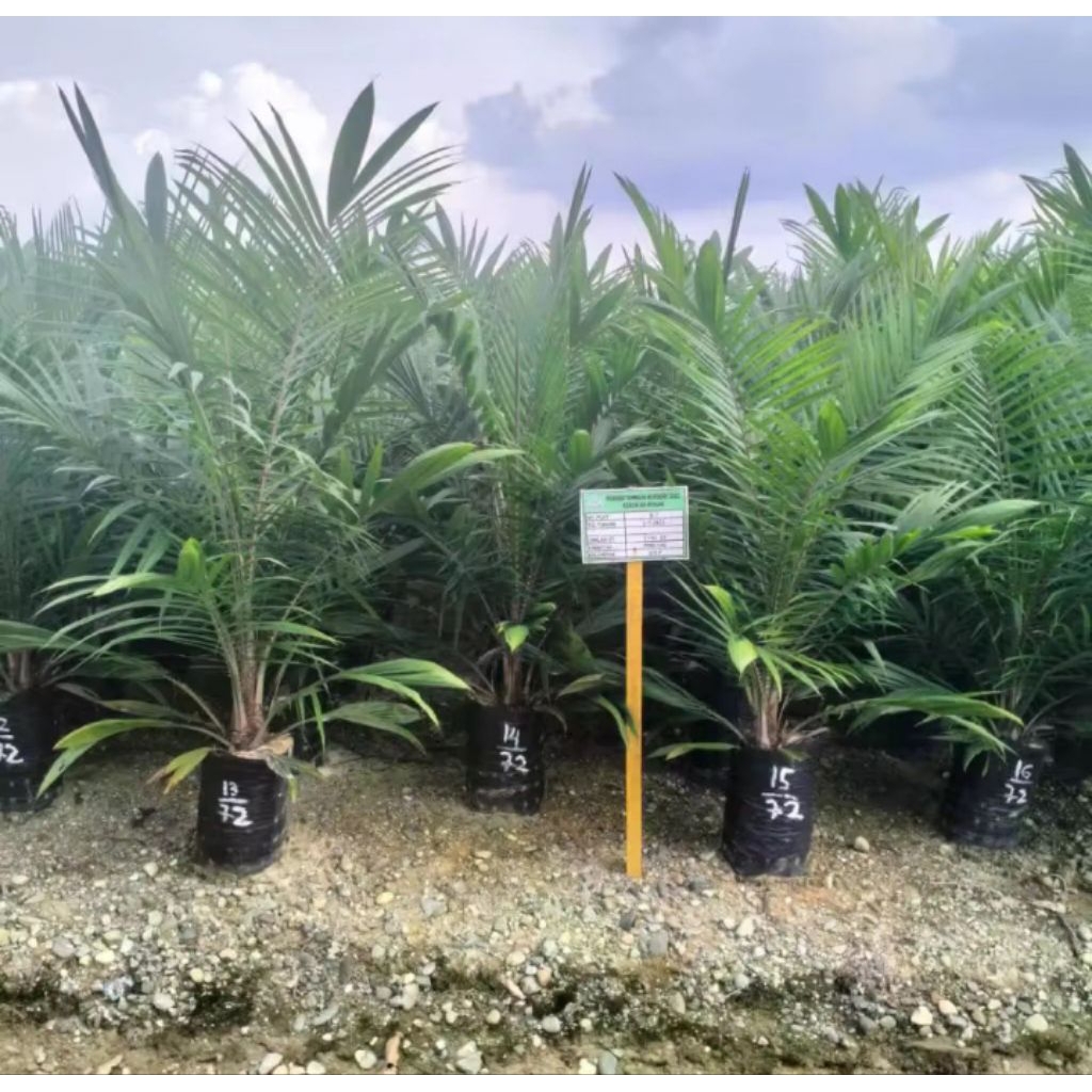 BENIH POLONG KECAMBAH BIBIT SAWIT DXP PPKS YANGAMBI UNGGUL BERSERTIFIKAT ASLI PELEPAH PANJANG DAN PE