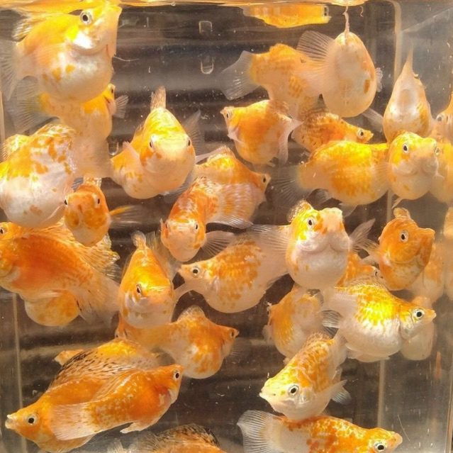 [Chan Aquatic Reguler] Ikan Hias Molly Balon Thailand Size L