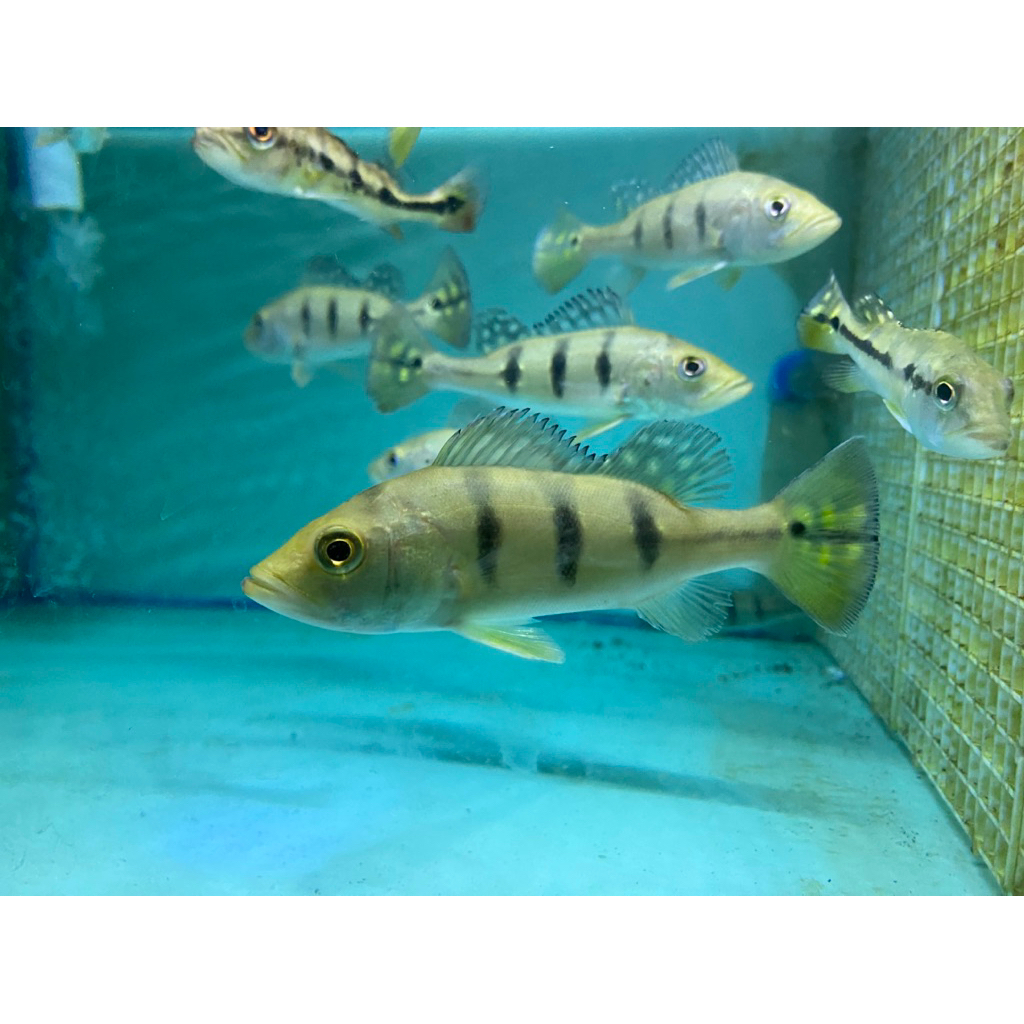 Pbass Mono Good Marking.