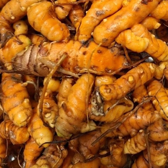 KUNYIT SEGAR 1KG KUNYIT SUPER KUNIR SEGAR