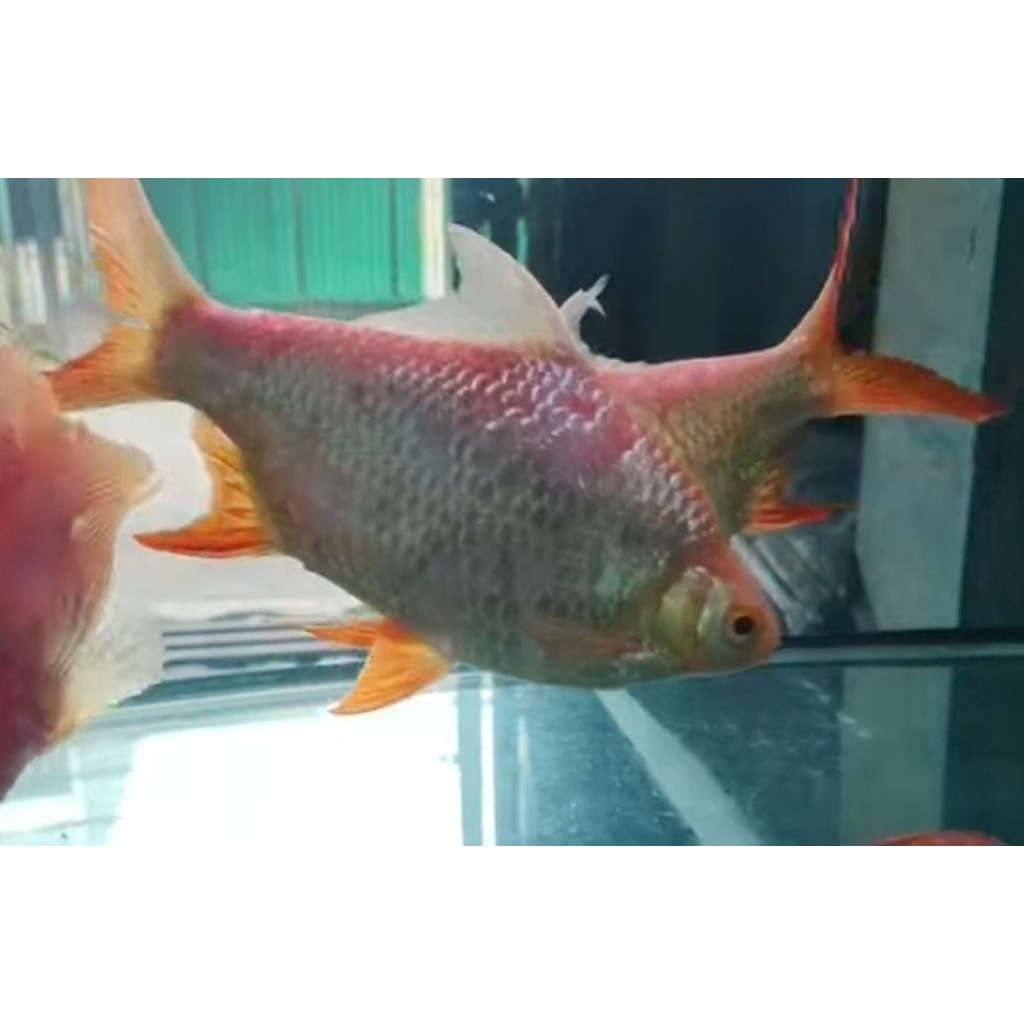 Kaviat Albino 22cm - Ikan Hias Pembersih Kotoran Aquarium Kolam