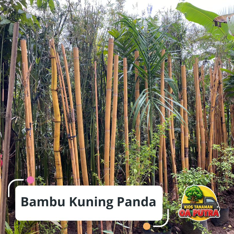 Tanaman Bambu Kuning Panda 2 meter