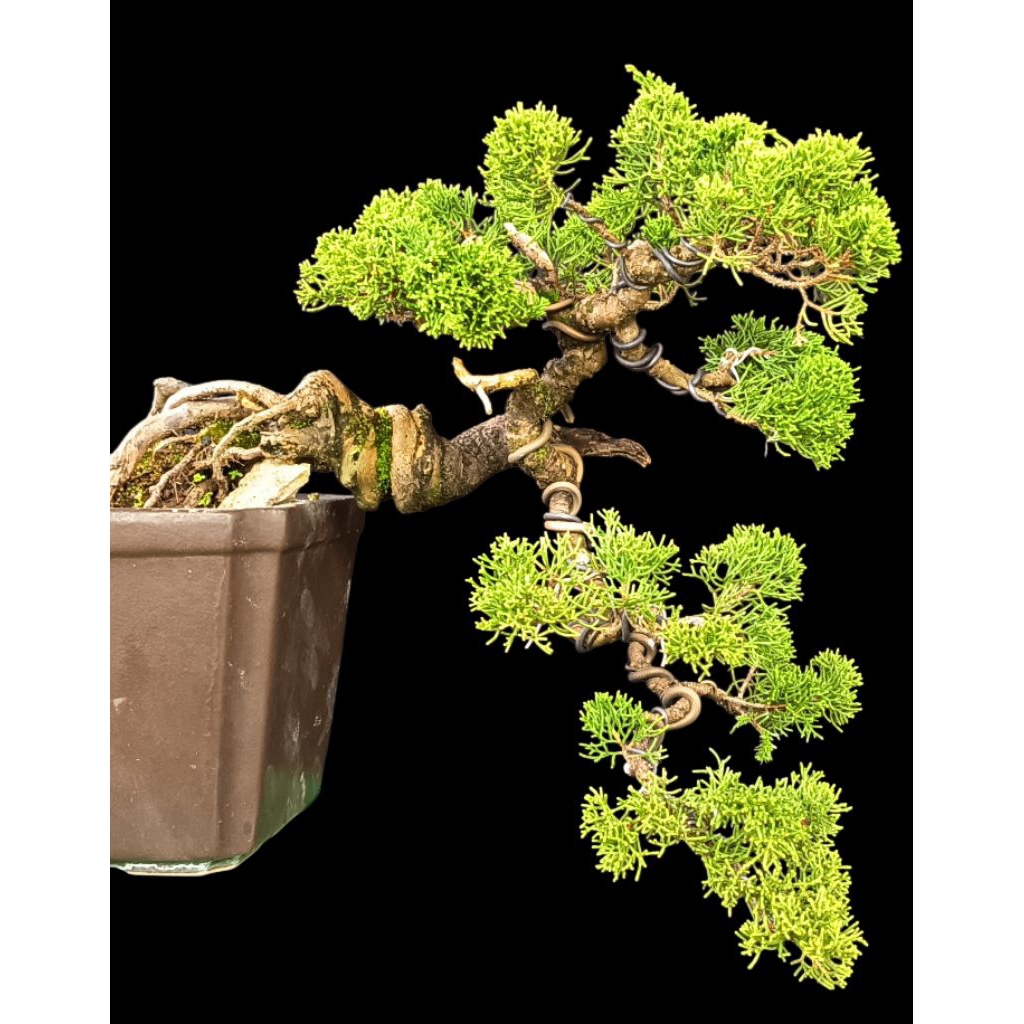bonsai cemara sargenti small casecade
