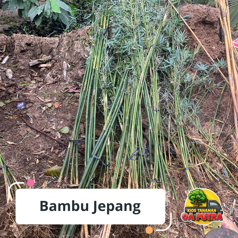 Tanaman hias bambu jepang sangat cocok untuk pagar hidup
