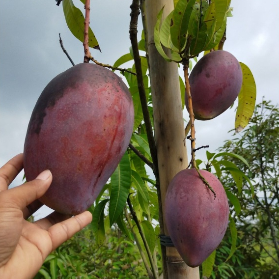 entres mangga yuwen 5 mata tunas