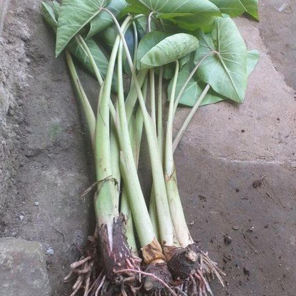 anakan bibit talas bogor / 10 pohon - 10 pohon