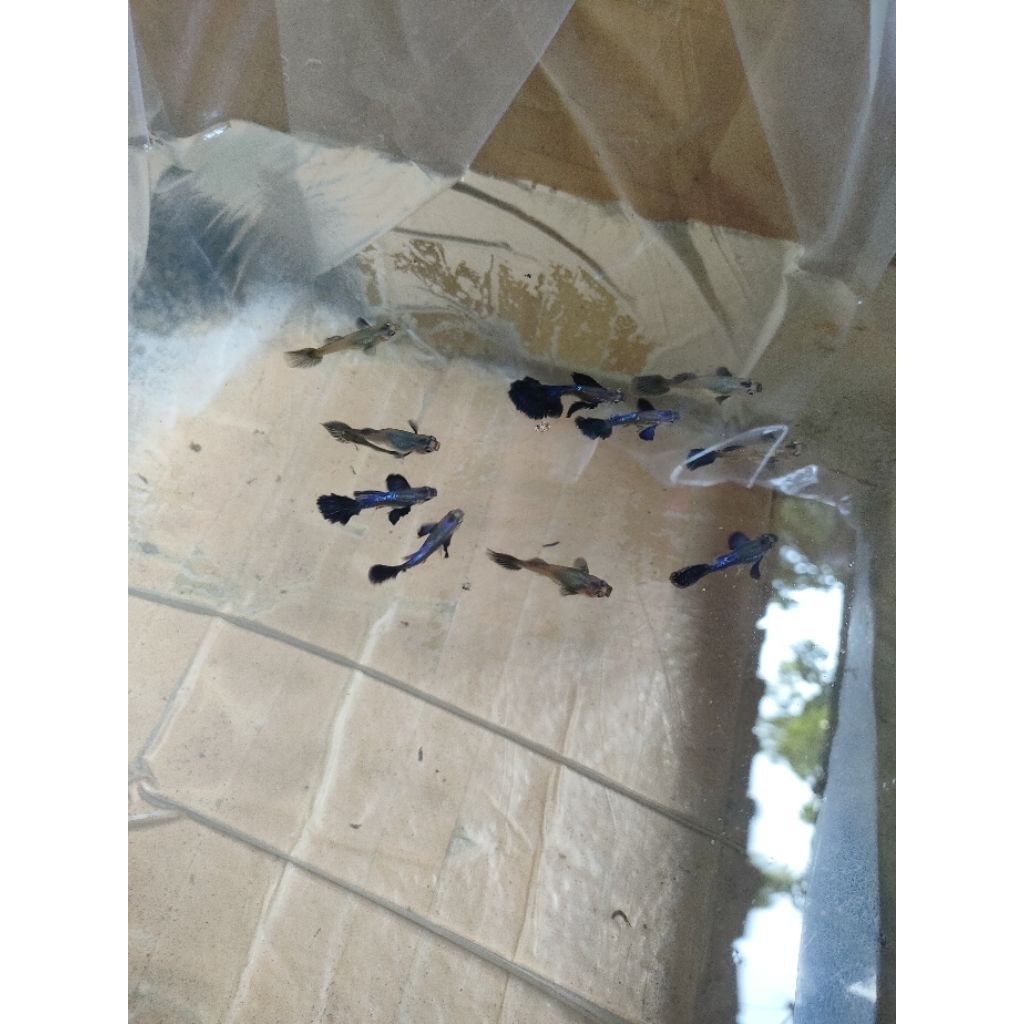 guppy purple dragon sepasang