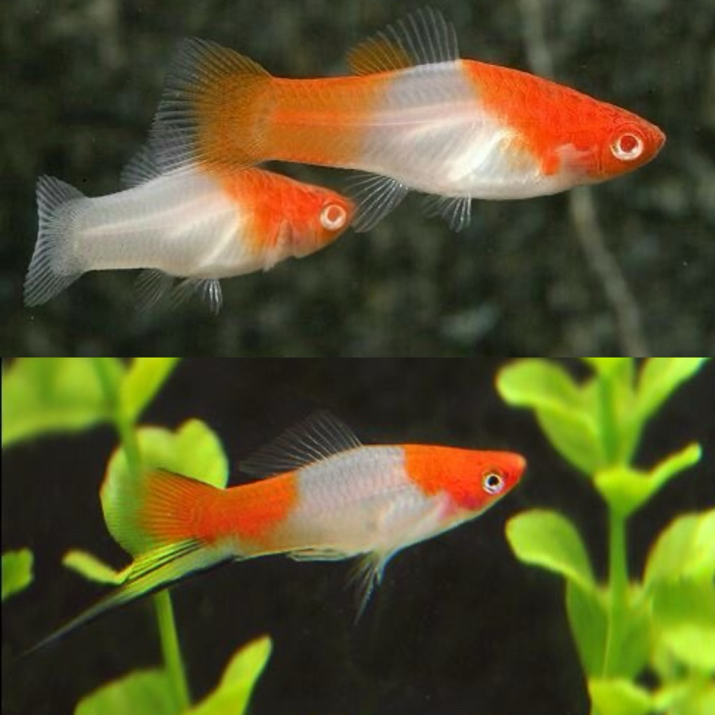 [Chan Aquatic Reguler] Platy Kohaku Swordtail