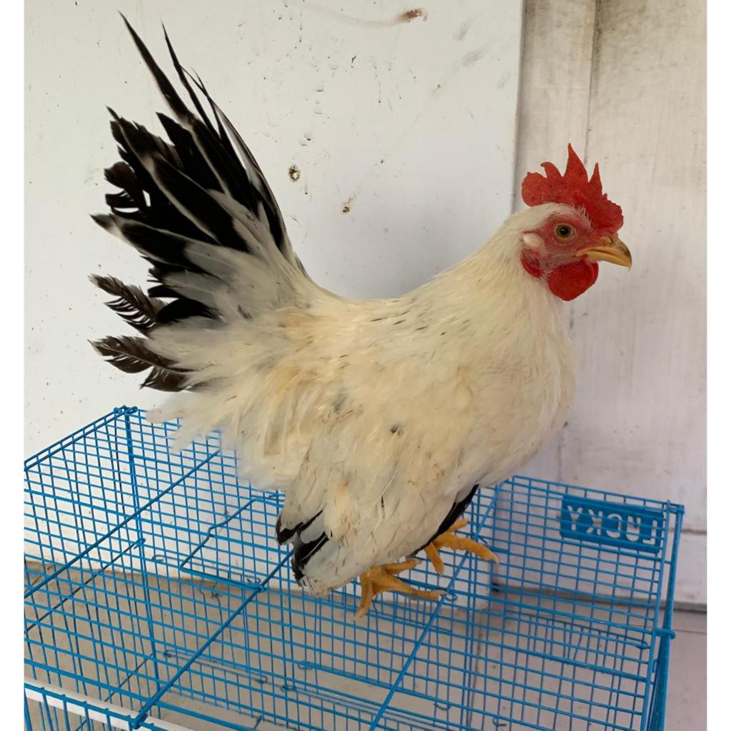 Ayam Kate Anakan Ayam Ceper Hias Ayam Kate Chabo Siapan