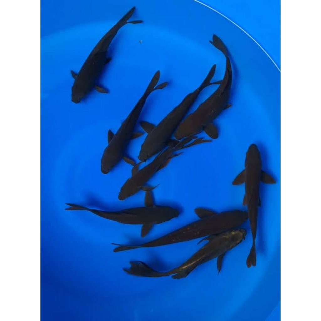 koi karasu slayer koi hitam 10-13 cm perhiasan aquarium dan kolam cantik