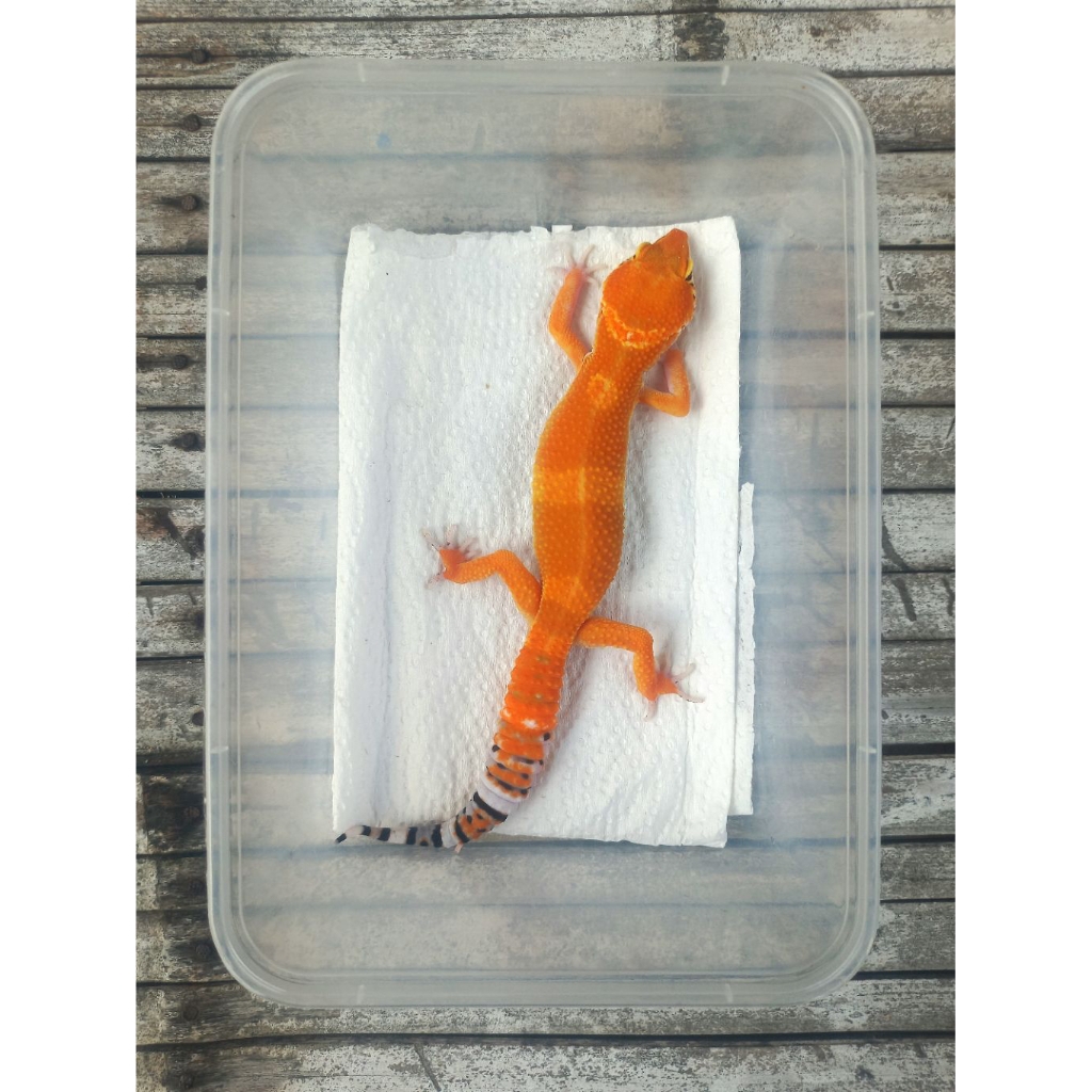 MAINAN GECKO SHTCTB ADULT SESUAI FOTO