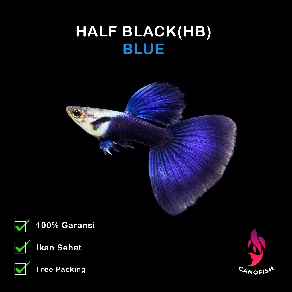 Ikan Guppy HB Blue - Hiasan Aquarium Elegan Guppy Hias