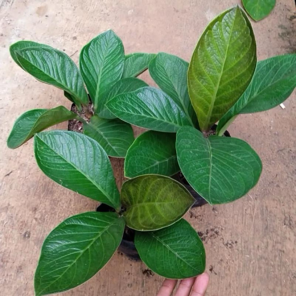 Antorium jemani kol | Tanaman antorium jemani kol | Anthurium jemani kol